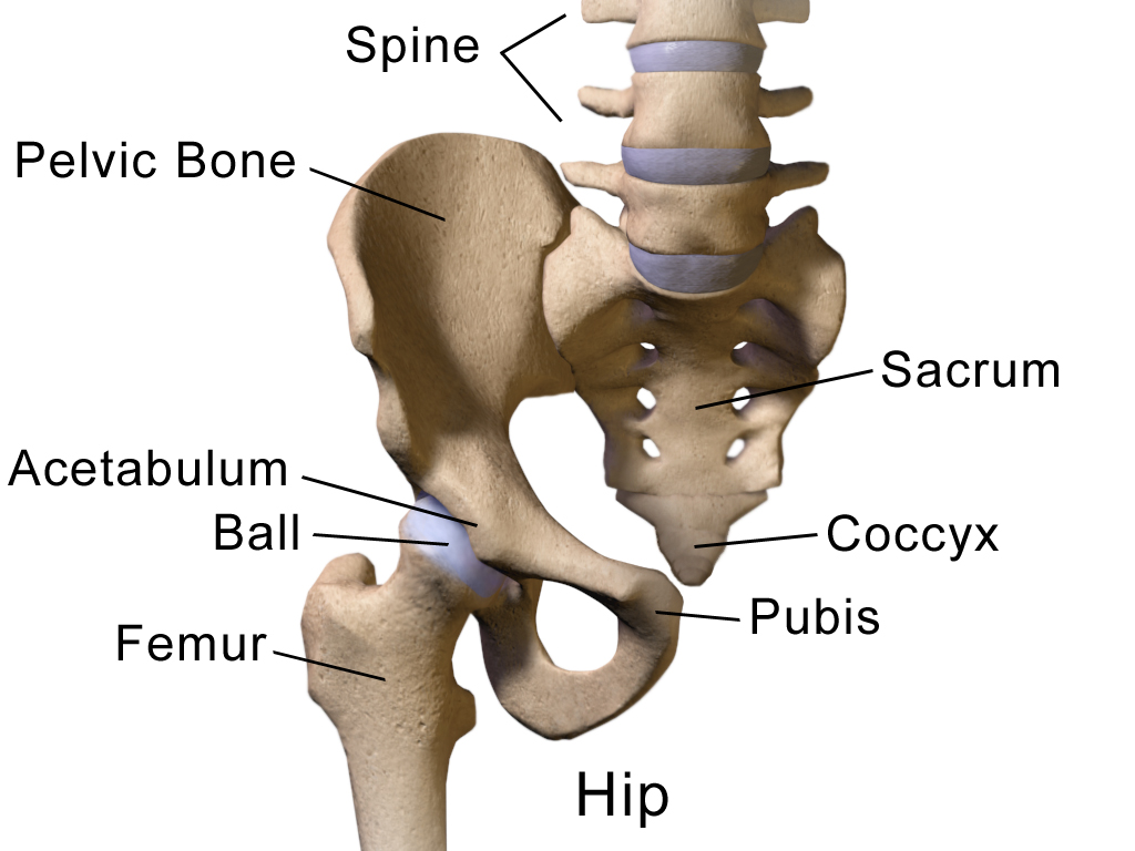 hip joint from Wikipedia